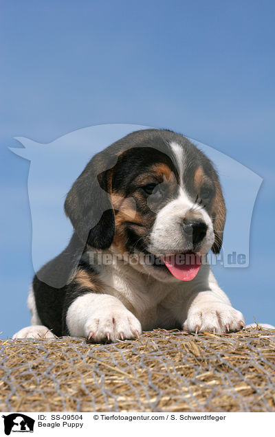 Beagle Welpe / Beagle Puppy / SS-09504