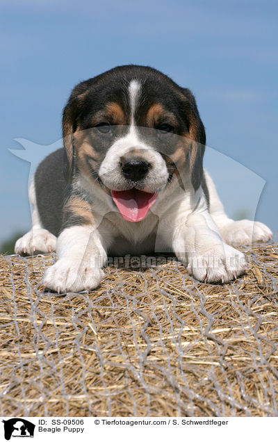 Beagle Welpe / Beagle Puppy / SS-09506