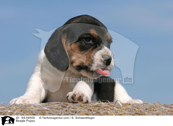 Beagle Welpe / Beagle Puppy / SS-09509
