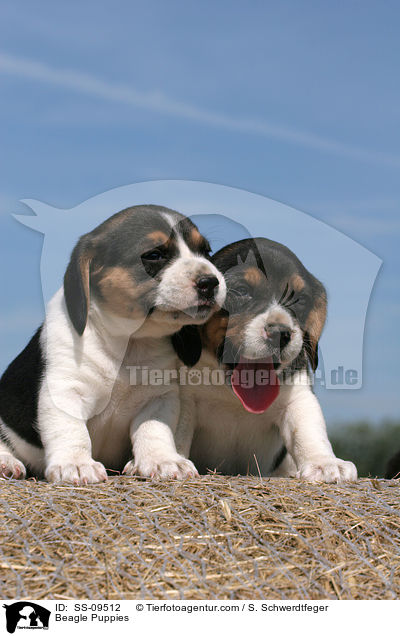 Beagle Welpen / Beagle Puppies / SS-09512