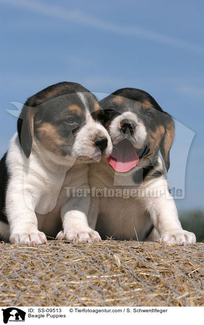 Beagle Welpen / Beagle Puppies / SS-09513