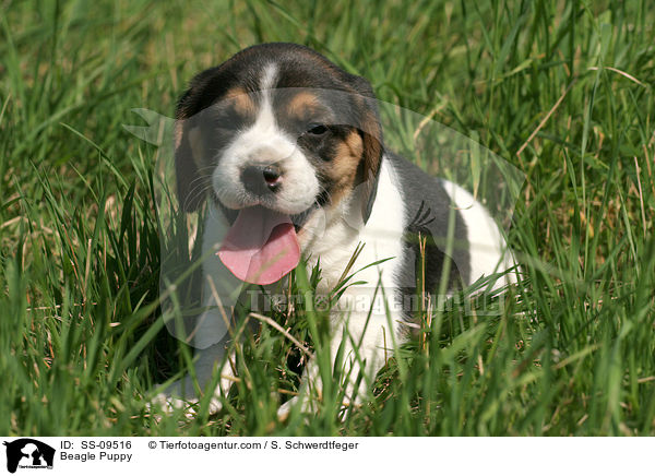 Beagle Welpe / Beagle Puppy / SS-09516