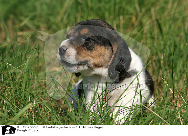 Beagle Welpe / Beagle Puppy / SS-09517