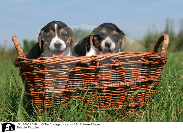 Beagle Welpen / Beagle Puppies / SS-09518