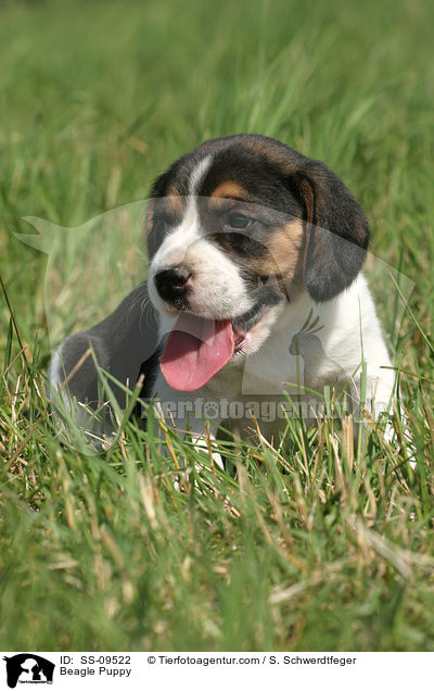 Beagle Welpe / Beagle Puppy / SS-09522