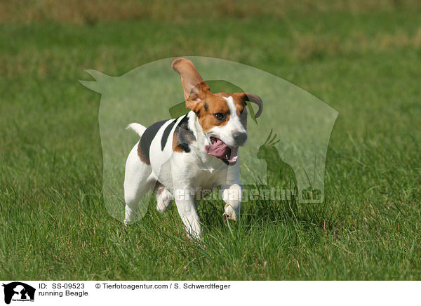 rennender Beagle / running Beagle / SS-09523