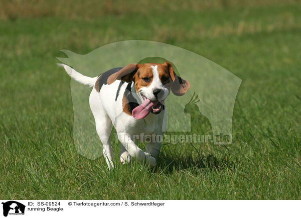 rennender Beagle / running Beagle / SS-09524