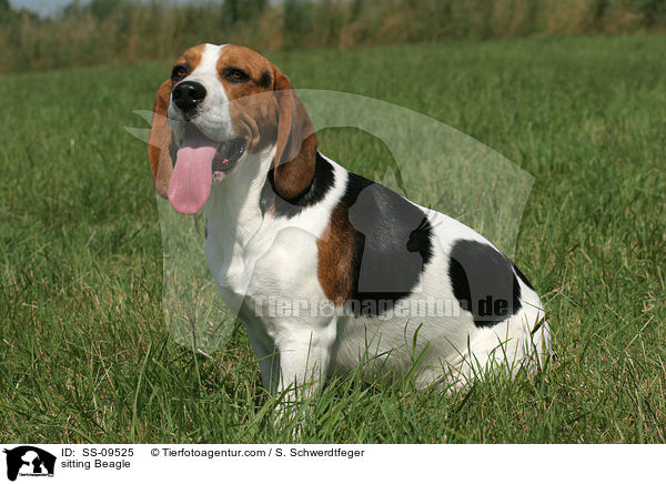 sitzender Beagle / sitting Beagle / SS-09525