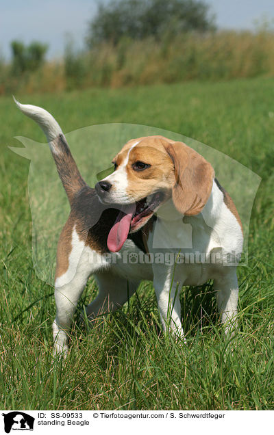 stehender Beagle / standing Beagle / SS-09533