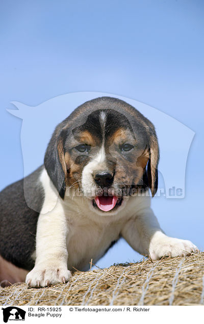 Beagle Welpe / Beagle Puppy / RR-15925