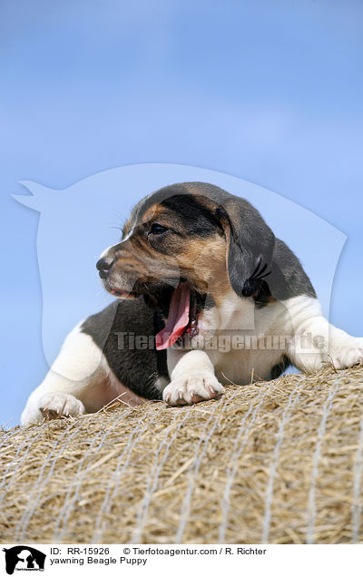 ghnender Beagle Welpe / yawning Beagle Puppy / RR-15926