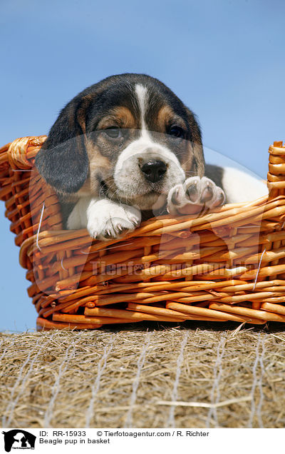 Beagle Welpe im Krbchen / Beagle pup in basket / RR-15933