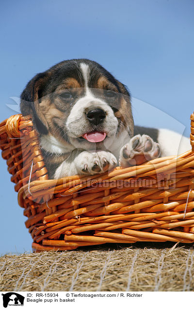 Beagle Welpe im Krbchen / Beagle pup in basket / RR-15934