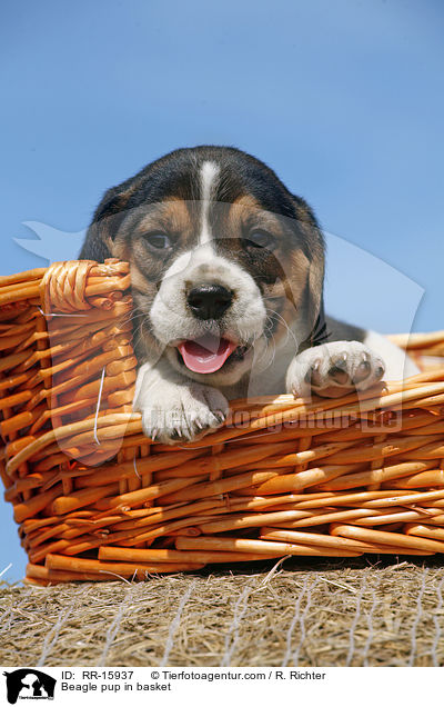 Beagle Welpe im Krbchen / Beagle pup in basket / RR-15937