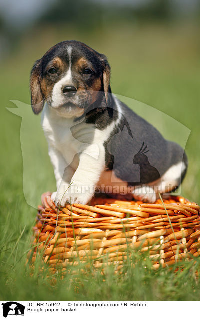 Beagle Welpe im Krbchen / Beagle pup in basket / RR-15942