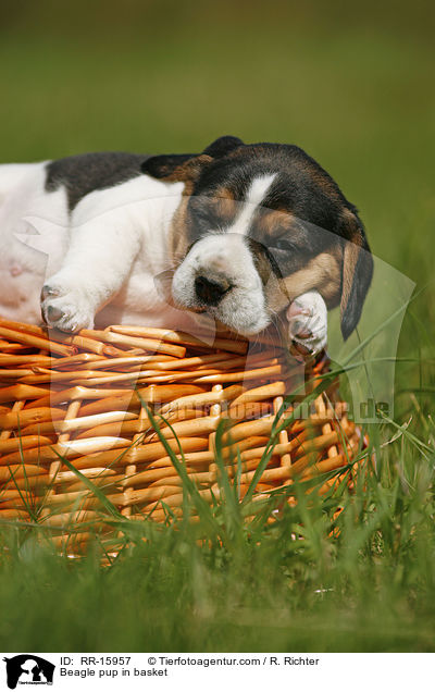 Beagle Welpe im Krbchen / Beagle pup in basket / RR-15957