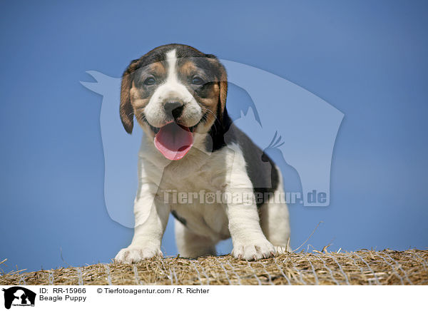 Beagle Welpe / Beagle Puppy / RR-15966