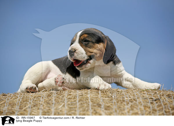 liegender Beagle Welpe / lying Beagle Puppy / RR-15967