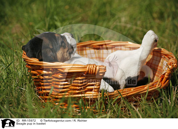Beagle Welpe im Krbchen / Beagle pup in basket / RR-15972