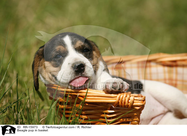 Beagle Welpe im Krbchen / Beagle pup in basket / RR-15973