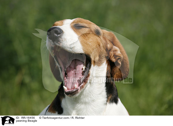 ghnender Beagle / yawning Beagle / RR-16456