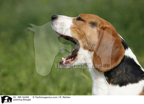 ghnender Beagle / yawning Beagle / RR-16466