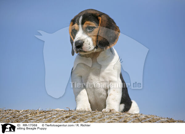 sitzender Beagle Welpe / sitting Beagle Puppy / RR-17068