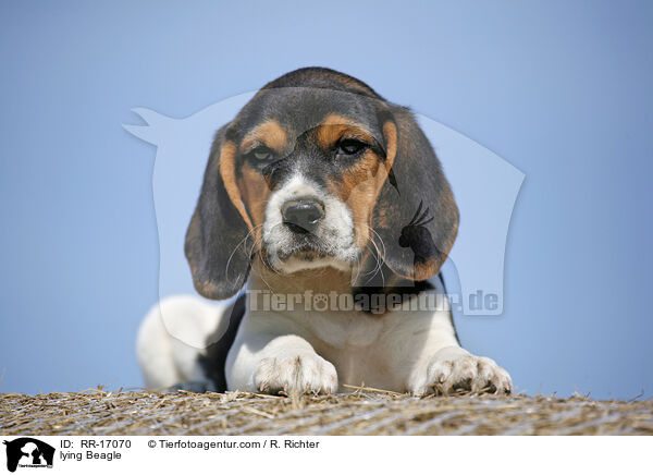 liegender Beagle / lying Beagle / RR-17070