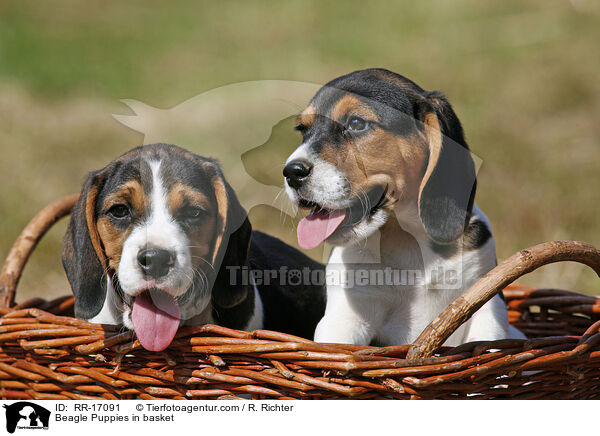 Beagle Welpen im Krbchen / Beagle Puppies in basket / RR-17091