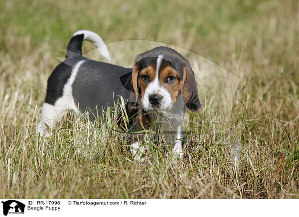 Beagle Welpe / Beagle Puppy / RR-17096