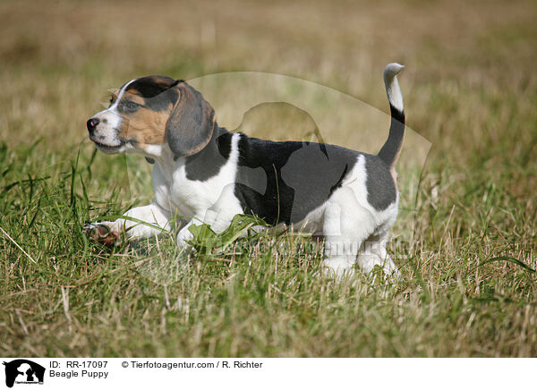 Beagle Welpe / Beagle Puppy / RR-17097