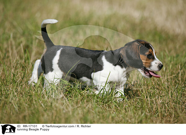 rennender Beagle Welpe / running Beagle Puppy / RR-17101