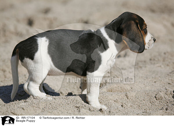 Beagle Welpe / Beagle Puppy / RR-17104