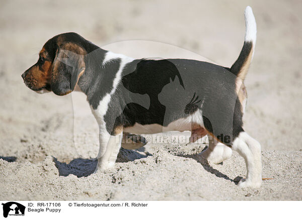 Beagle Welpe / Beagle Puppy / RR-17106