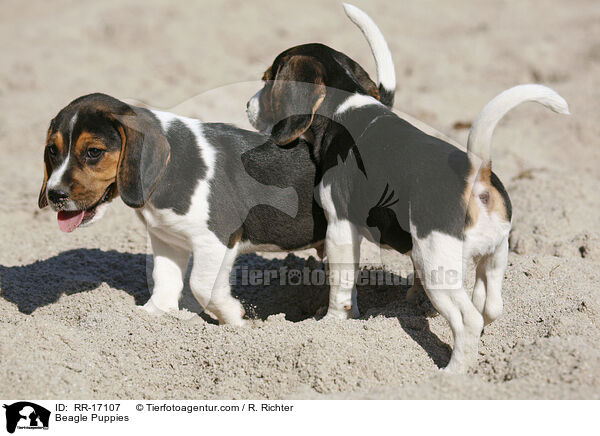 Beagle Welpen / Beagle Puppies / RR-17107