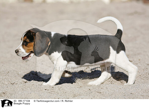 Beagle Welpe / Beagle Puppy / RR-17108