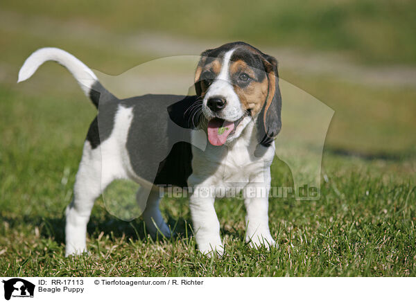 Beagle Welpe / Beagle Puppy / RR-17113