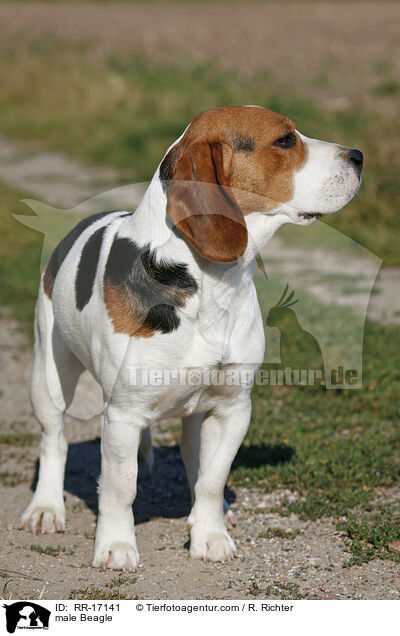 Beagle Rde / male Beagle / RR-17141