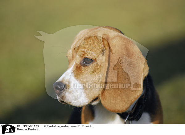 Beagle Portrait / Beagle Portrait / SST-03179