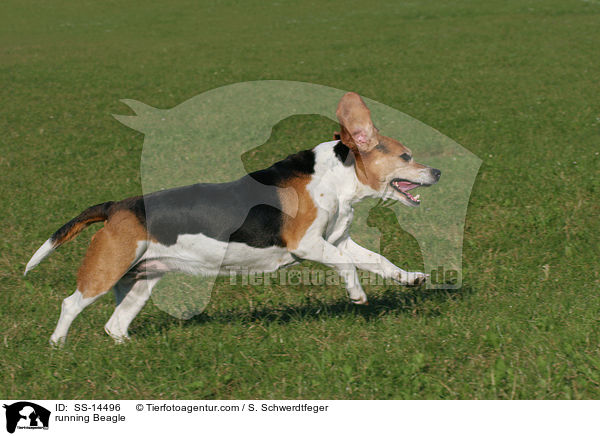 rennender Beagle / running Beagle / SS-14496