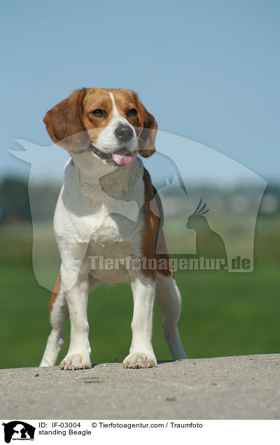 stehender Beagle / standing Beagle / IF-03004