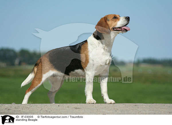 stehender Beagle / standing Beagle / IF-03005