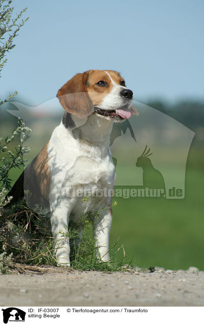 sitzender Beagle / sitting Beagle / IF-03007
