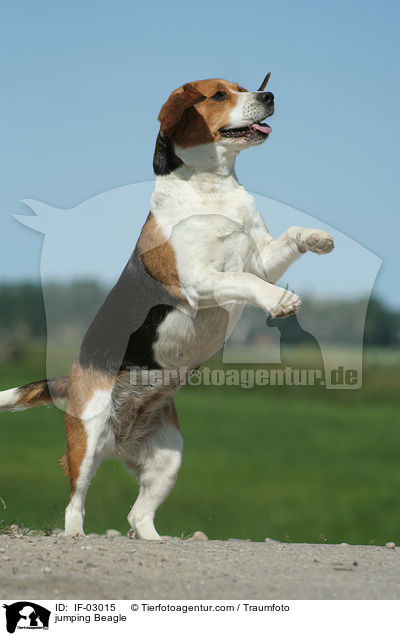 springender Beagle / jumping Beagle / IF-03015