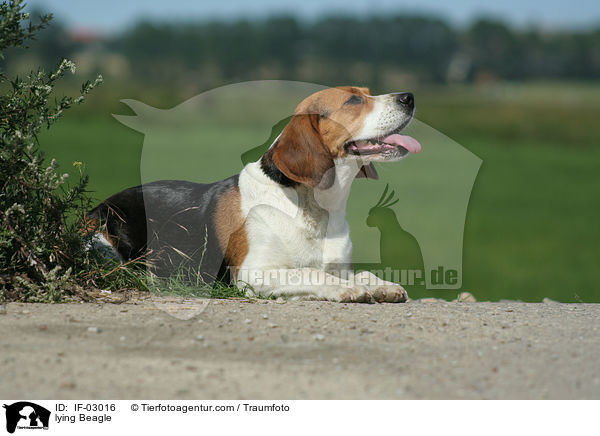 liegender Beagle / lying Beagle / IF-03016