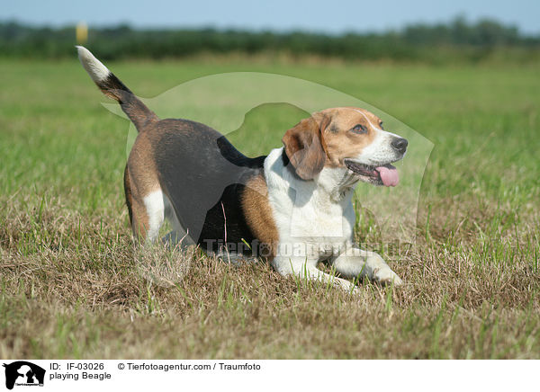 spielender Beagle / playing Beagle / IF-03026