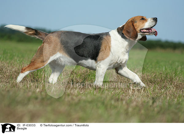 Beagle / Beagle / IF-03033