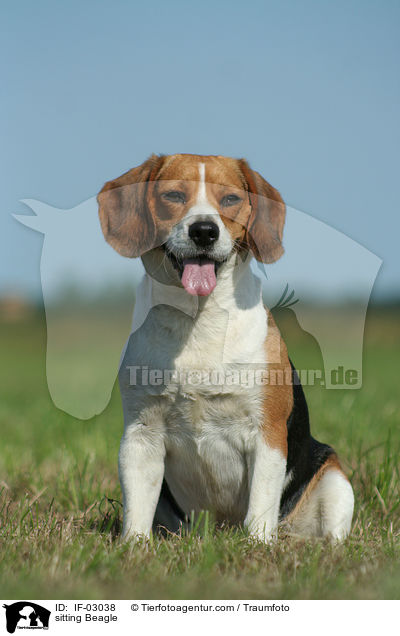 sitzender Beagle / sitting Beagle / IF-03038