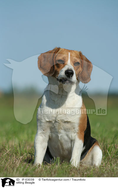 sitzender Beagle / sitting Beagle / IF-03039