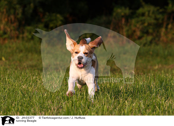 rennender Beagle / running Beagle / JH-03377